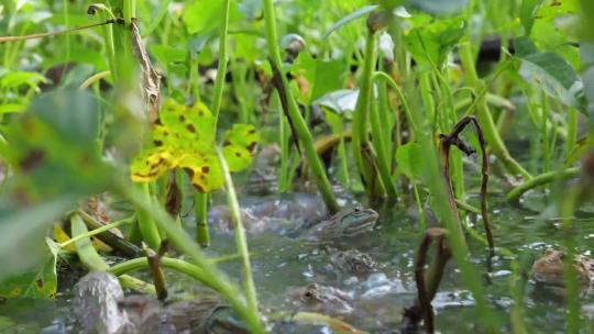 水库池塘成群青蛙牛蛙