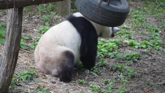 6799 大熊猫 动物园视频素材模板下载