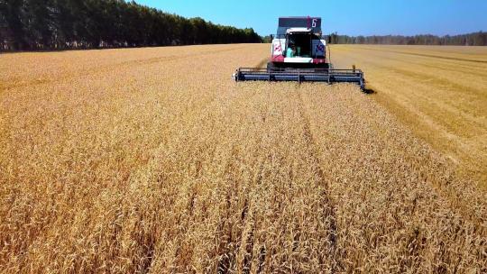小麦丰收的季节视频素材模板下载