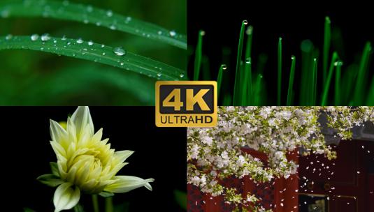 春分惊蛰清明苏醒万物复苏合集高清在线视频素材下载