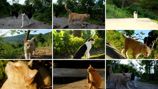 农村猫咪超级治愈的动物高清在线视频素材下载