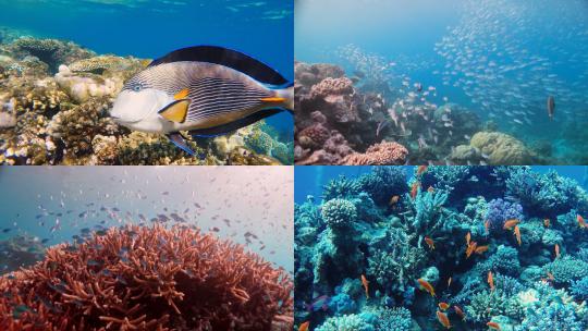 【合集】 珊瑚礁 海底 珊瑚 鱼群 物种丰富