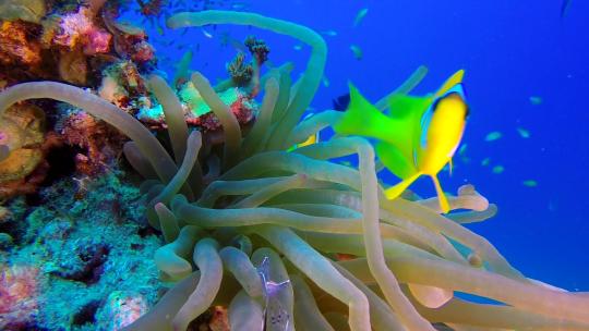 海葵与水下彩色小丑鱼