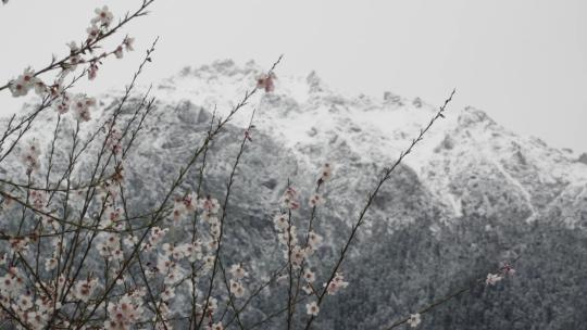 西藏桃花盛开背景雪山