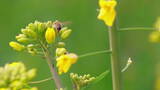 春天的蜜蜂飞舞慢镜头高清在线视频素材下载