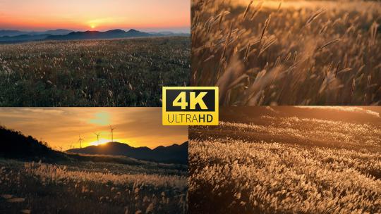 实拍夕阳下的芦苇4k高清在线视频素材下载