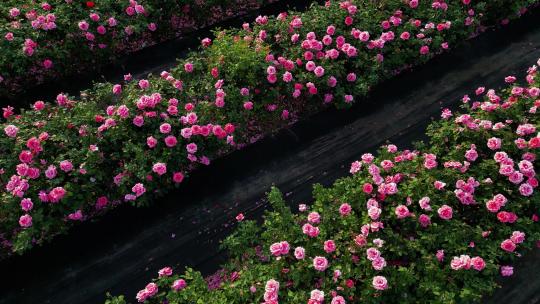 三亚博后村在风中摇曳的粉红玫瑰花田