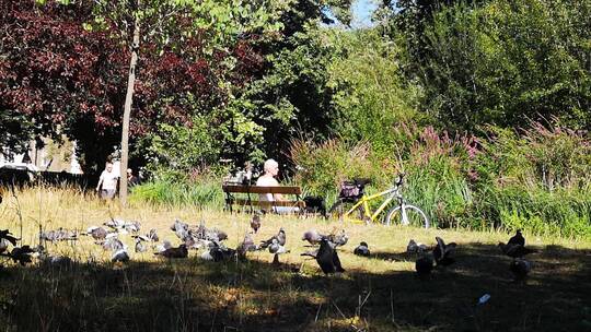 鸽子聚集在公园的草地上