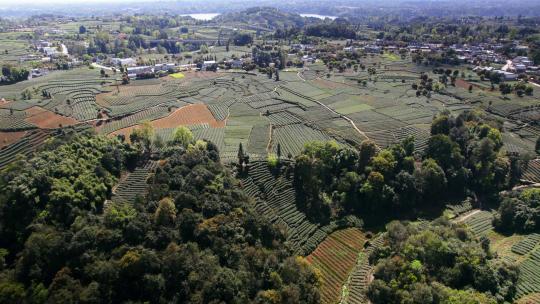 航拍四川雅安蒙顶山牛碾坪茶山