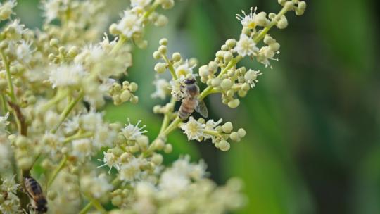 【正版素材】蜜蜂采蜜