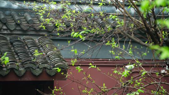 杭州钱王祠春天清明节雨天古建筑自然唯美