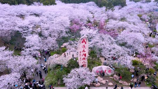航拍武汉东湖樱花园樱花盛开视频素材模板下载