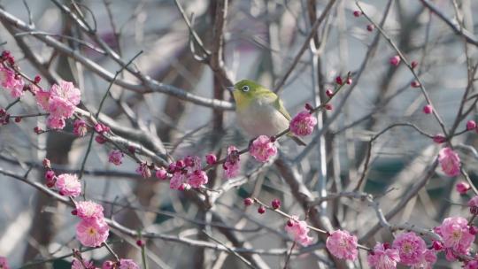 4K春天花丛中觅食的小鸟