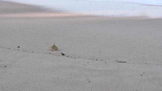 海滩上的行走的螃蟹