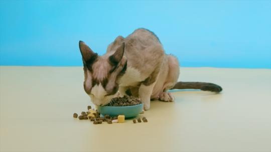 斯芬克斯猫加拿大无毛猫吃猫粮 猫吃食物视频素材模板下载