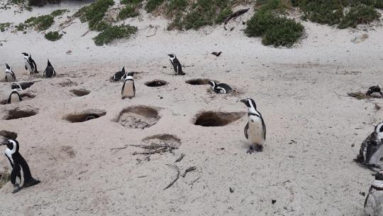 沙坑是受威胁的非洲企鹅聚居地