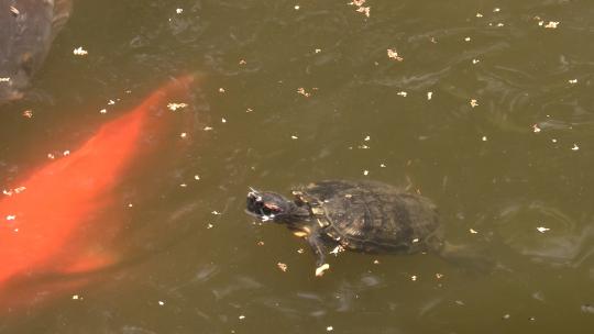 池塘中的巴西龟和鲤鱼群