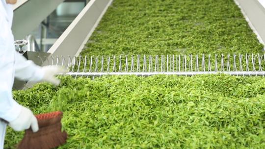 茶叶机械化加工流程