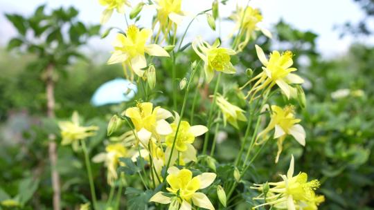 春天春季立春鲜花盛开开花