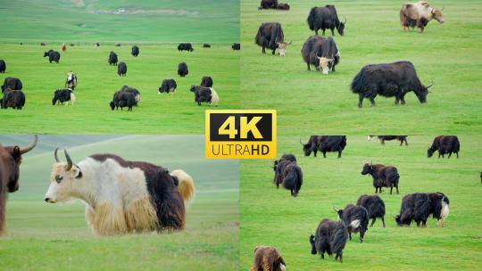 高原牦牛吃草4k