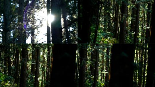 4K森林树林阳光大自然高清在线视频素材下载