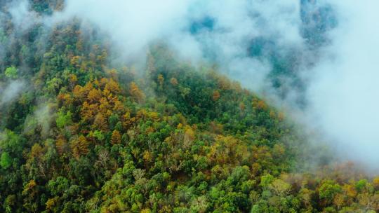 大山森林云雾自然风光视频素材模板下载
