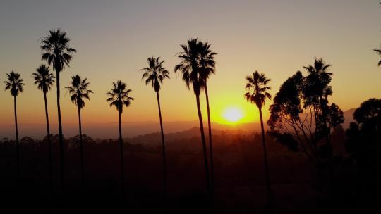 日落时一排棕榈树的航拍