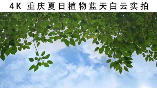 4K重庆夏日植物蓝天白云实拍
