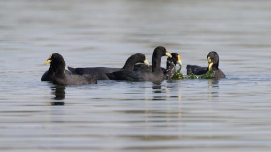 一群鸟类在水里觅食