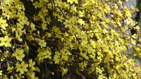 春天盛开的黄色迎春花随风摇曳慢镜头视频素材模板下载