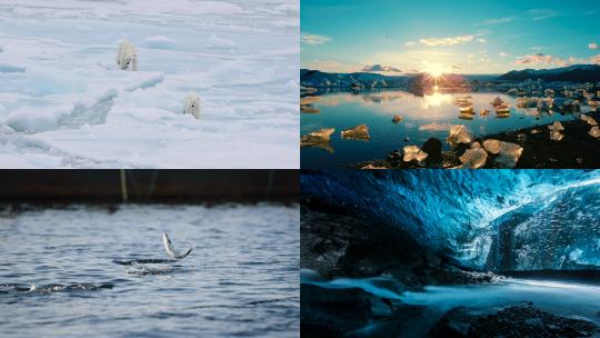 【合集】北冰洋 北极 鱼类 北极熊 北极风光