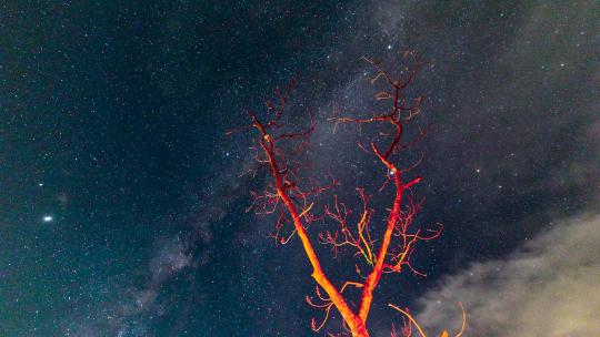 4K星空银河红色树木延时摄影