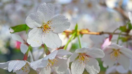 春天盛开的樱花树花朵随风摇曳慢镜头