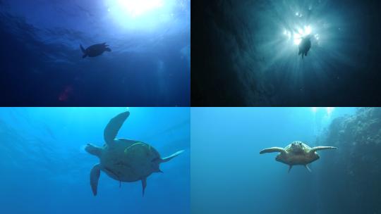 【合集】海龟 海洋生物 龟