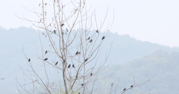 春天一群八哥鸟在树枝栖息