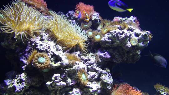 珊瑚周围的鱼类