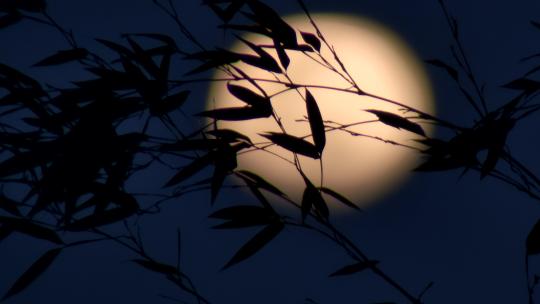 中秋之夜 竹叶 朦胧圆月