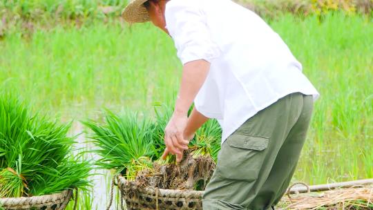 稻田稻谷