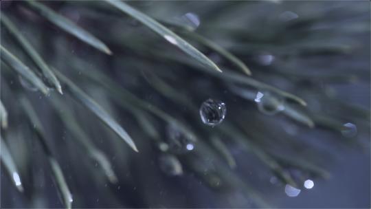 雨天中的植物水珠视频素材模板下载
