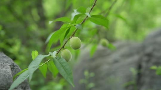 茁壮成长的桃子