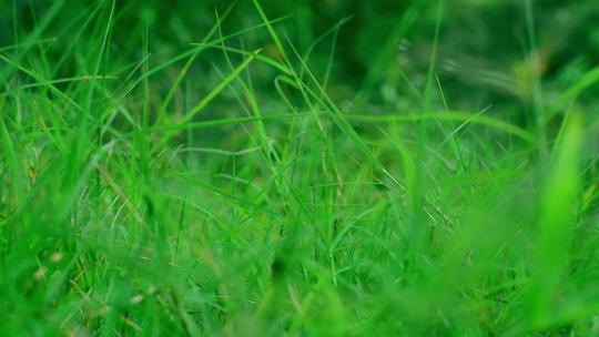 【实拍素材】草 草坪 绿色草地 延迟摄影