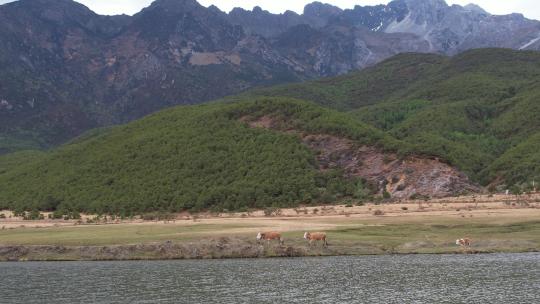 高山下沿着河岸行走的牛群