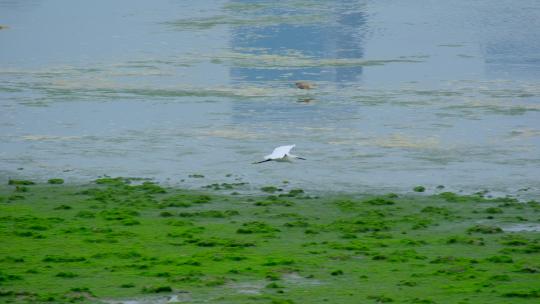 海边滩涂湿地公园白鹭