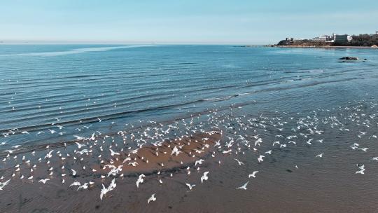 海滩湿地海鸥群鸟
