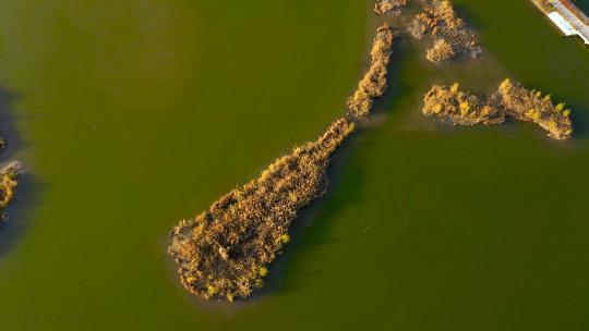 航拍湿地公园视频素材模板下载