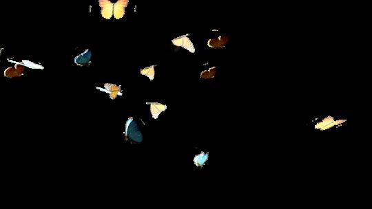 透明背景蝴蝶飞舞视频视频素材模板下载
