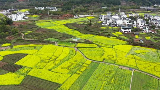 江西婺源油菜花航拍