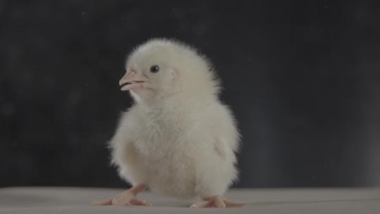 一只小鸡崽可爱的小鸡LOG