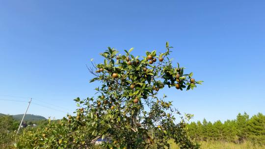 茶油原料山茶籽背景素材