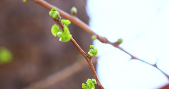 春天发芽的树枝实拍视频